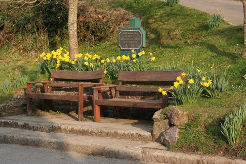Daffodil bulbs planted around bench by Lerryn WI